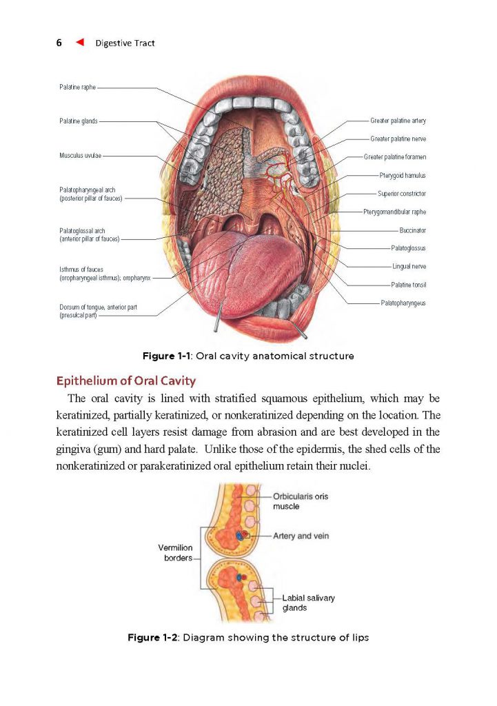 Digestive Tract- Anatomy, Embryology, Histology, Biochemistry